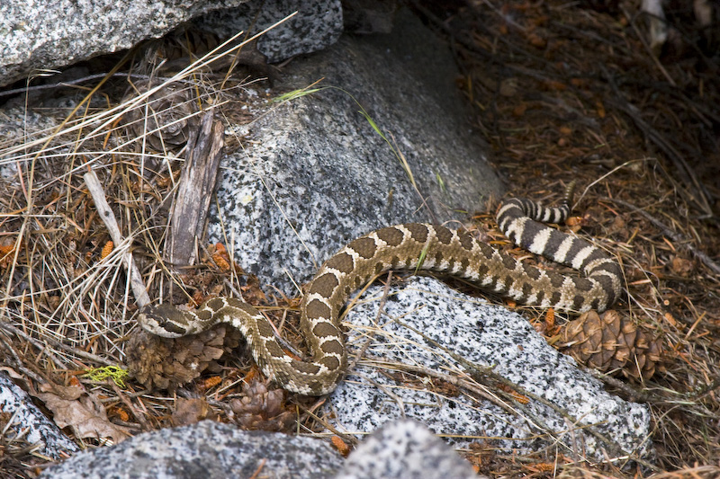 Western Rattlesnake